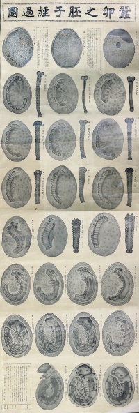 蚕卵之胚子経過図(1909)