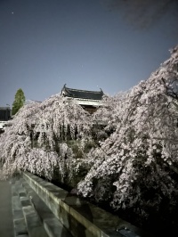 上田城　夜桜