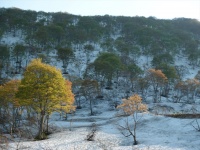 飯山・雪に覆われている春のブナ原生林