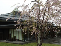 軽井沢、５月に桜