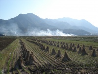 22世紀に残したい上田の風景：わらボッチと稲わら焼き