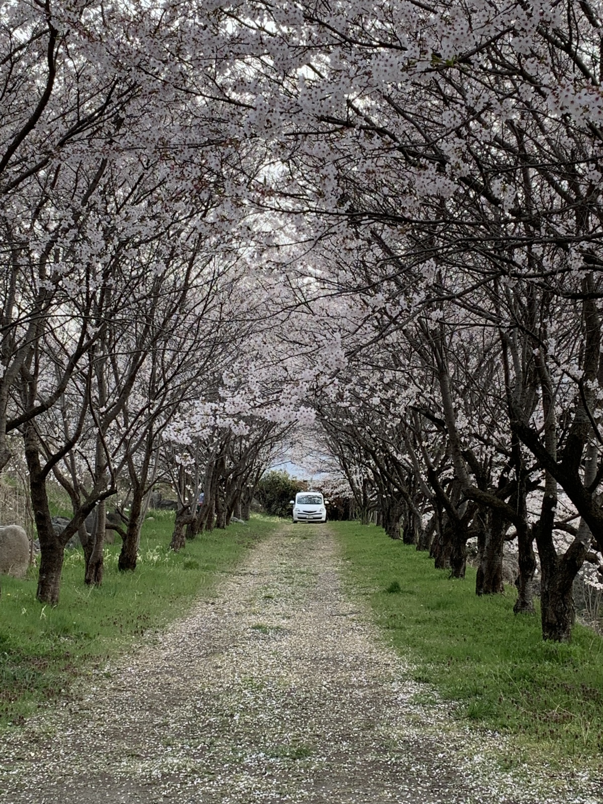 家の近くの桜並木