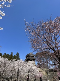 千本桜祭り