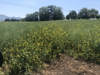 飯山　菜の花畑