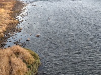 千曲川で見られる水鳥‐2