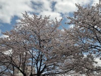 佐久市の桜