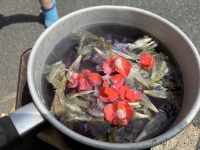 草木染めに挑戦！（朝顔など）