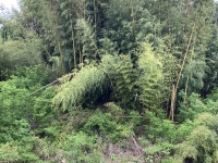 家の近くの謎の竹林