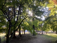 上田城跡内の木々