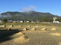 田んぼに稲藁、秋の風景