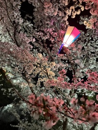 上田城付近の桜