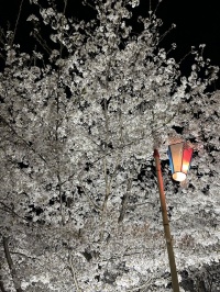 上田城桜祭りの様子