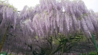 信州国分寺史跡公園の藤の花